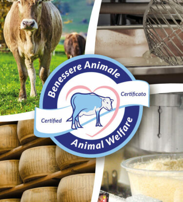Certification du bien-être animal: notre groupe est un pionnier de l'innovation au sein de la filière du Parmigiano Reggiano