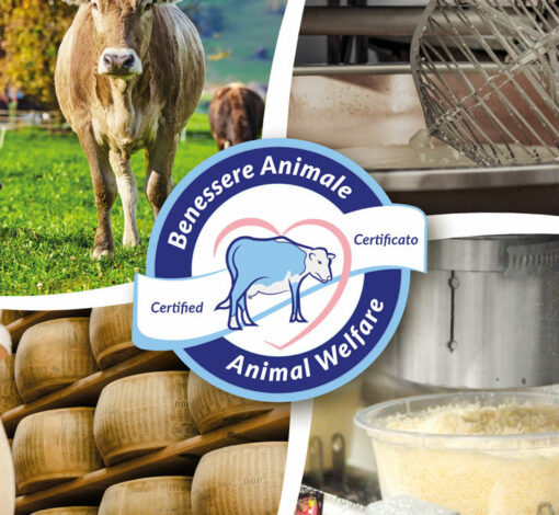 Certification du bien-être animal: notre groupe est un pionnier de l'innovation au sein de la filière du Parmigiano Reggiano