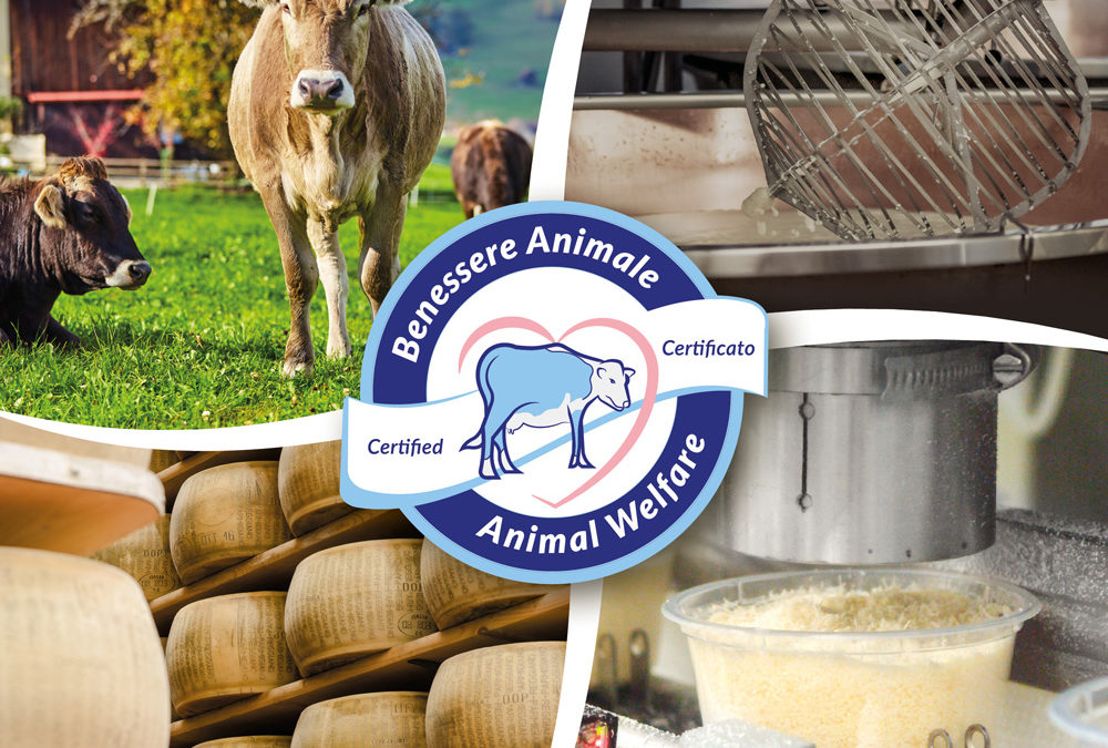 Certification du bien-être animal: notre groupe est un pionnier de l’innovation au sein de la filière du Parmigiano Reggiano