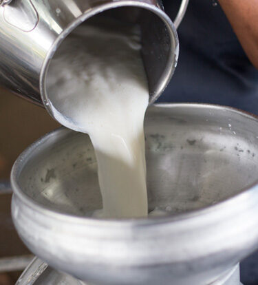 Raccolta del latte e produzione