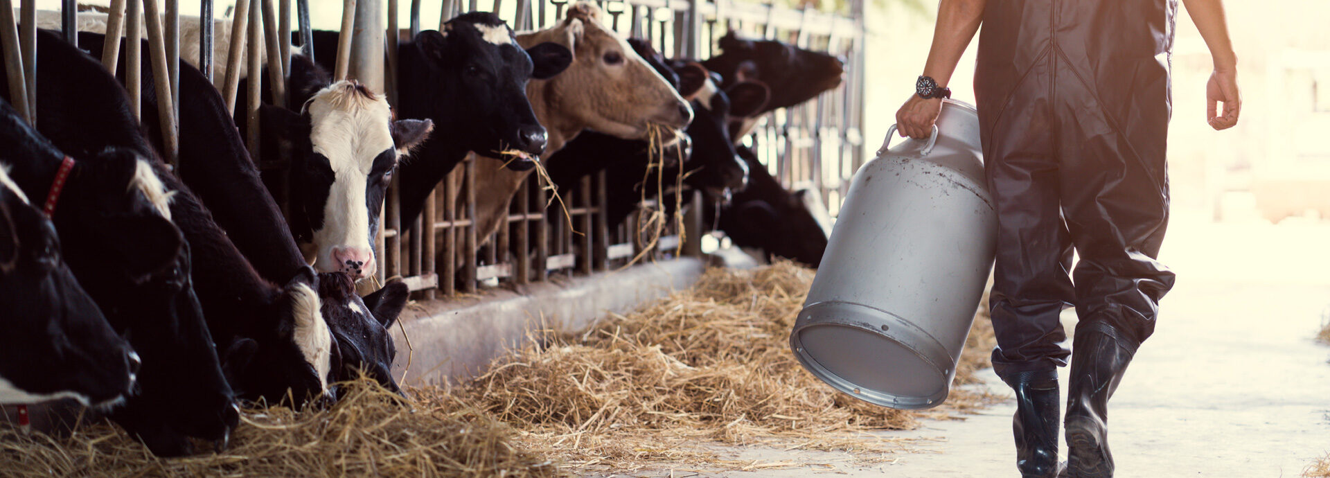 Azienda agricola Canovi