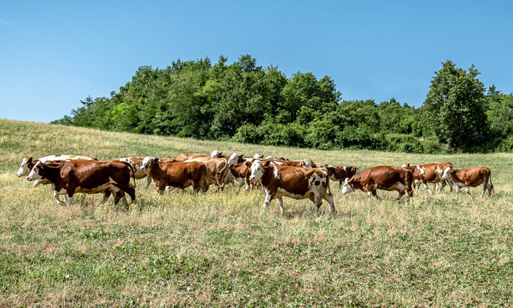 Zertifizierung für Tierwohl