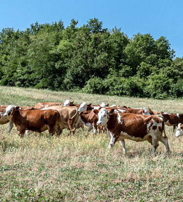 Zertifizierungen für Tierwohl