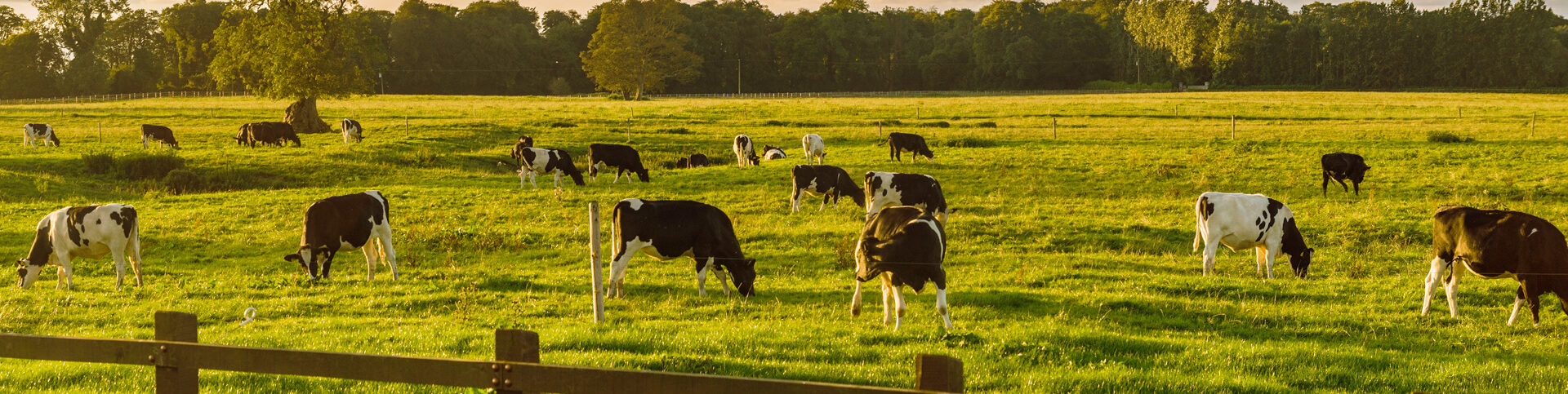 Scopri tutti i nostri formaggi